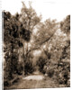 The Hammock Road near Ormond, Jackson, Roads, United States, Florida, Ormond Beach, 1880 by William Henry