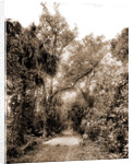 The Hammock Road near Ormond, Jackson, Roads, United States, Florida, Ormond Beach, 1880 by William Henry