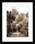 The Hammock Road near Ormond, Jackson, Roads, United States, Florida, Ormond Beach, 1880 by William Henry