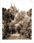 The Hammock Road near Ormond, Jackson, Roads, United States, Florida, Ormond Beach, 1880 by William Henry