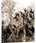 Chimneys, Ormond hammock, The, Jackson, Chimneys, Ruins, United States, Florida, Ormond Beach, 1880 by William Henry
