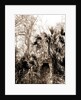 Chimneys, Ormond hammock, The, Jackson, Chimneys, Ruins, United States, Florida, Ormond Beach, 1880 by William Henry