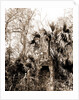 Chimneys, Ormond hammock, The, Jackson, Chimneys, Ruins, United States, Florida, Ormond Beach, 1880 by William Henry