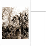 Chimneys, Ormond hammock, The, Jackson, Chimneys, Ruins, United States, Florida, Ormond Beach, 1880 by William Henry