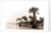 Ross Point on the Halifax, Fla, Jackson, Capes (Coasts), Rivers, United States, Florida, Halifax River, 1880 by William Henry