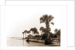 Ross Point on the Halifax, Fla, Jackson, Capes (Coasts), Rivers, United States, Florida, Halifax River, 1880 by William Henry