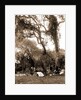 Garden near Daytona, A, Jackson, Gardens, United States, Florida, Daytona Beach, 1880 by William Henry