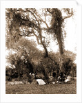 Garden near Daytona, A, Jackson, Gardens, United States, Florida, Daytona Beach, 1880 by William Henry