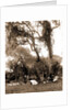Garden near Daytona, A, Jackson, Gardens, United States, Florida, Daytona Beach, 1880 by William Henry