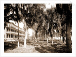 Hotel Rockledge, Indian River, Jackson, Hotel Rockledge (Fla.), Hotels, Palms, Bays, United States, Florida, Indian River, 1880 by William Henry