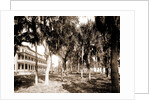 Hotel Rockledge, Indian River, Jackson, Hotel Rockledge (Fla.), Hotels, Palms, Bays, United States, Florida, Indian River, 1880 by William Henry