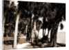The walk at Rockledge, Indian River, Jackson, Hotels, Trails & paths, Waterfronts, Bays, United States, Florida, Indian River, 1880 by William Henry