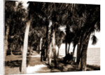 The walk at Rockledge, Indian River, Jackson, Hotels, Trails & paths, Waterfronts, Bays, United States, Florida, Indian River, 1880 by William Henry