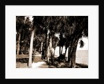 The walk at Rockledge, Indian River, Jackson, Hotels, Trails & paths, Waterfronts, Bays, United States, Florida, Indian River, 1880 by William Henry