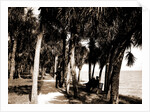The walk at Rockledge, Indian River, Jackson, Hotels, Trails & paths, Waterfronts, Bays, United States, Florida, Indian River, 1880 by William Henry