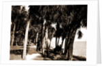 The walk at Rockledge, Indian River, Jackson, Hotels, Trails & paths, Waterfronts, Bays, United States, Florida, Indian River, 1880 by William Henry