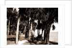 The walk at Rockledge, Indian River, Jackson, Hotels, Trails & paths, Waterfronts, Bays, United States, Florida, Indian River, 1880 by William Henry