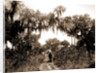 Road near Rockledge, Jackson, Roads, United States, Florida, Rockledge, 1880 by William Henry