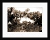 Road near Rockledge, Jackson, Roads, United States, Florida, Rockledge, 1880 by William Henry