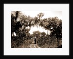 Road near Rockledge, Jackson, Roads, United States, Florida, Rockledge, 1880 by William Henry