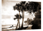 Indian River at Cocoa, Fla, Jackson, Palms, Waterfronts, Bays, United States, Florida, Indian River, United States, Florida, Cocoa, 1880 by William Henry