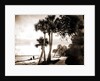 Indian River at Cocoa, Fla, Jackson, Palms, Waterfronts, Bays, United States, Florida, Indian River, United States, Florida, Cocoa, 1880 by William Henry
