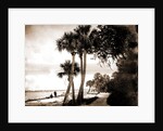 Indian River at Cocoa, Fla, Jackson, Palms, Waterfronts, Bays, United States, Florida, Indian River, United States, Florida, Cocoa, 1880 by William Henry