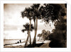 Indian River at Cocoa, Fla, Jackson, Palms, Waterfronts, Bays, United States, Florida, Indian River, United States, Florida, Cocoa, 1880 by William Henry