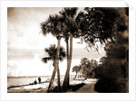Indian River at Cocoa, Fla, Jackson, Palms, Waterfronts, Bays, United States, Florida, Indian River, United States, Florida, Cocoa, 1880 by William Henry
