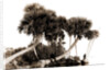 Studies in palms, Sebastian Creek, Florida, Jackson, Waterfronts, Palms, Bays, United States, Florida, Indian River, 1880 by William Henry