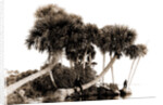Studies in palms, Sebastian Creek, Florida, Jackson, Waterfronts, Palms, Bays, United States, Florida, Indian River, 1880 by William Henry