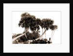 Studies in palms, Sebastian Creek, Florida, Jackson, Waterfronts, Palms, Bays, United States, Florida, Indian River, 1880 by William Henry