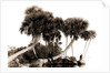 Studies in palms, Sebastian Creek, Florida, Jackson, Waterfronts, Palms, Bays, United States, Florida, Indian River, 1880 by William Henry