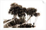 Studies in palms, Sebastian Creek, Florida, Jackson, Waterfronts, Palms, Bays, United States, Florida, Indian River, 1880 by William Henry