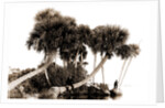 Studies in palms, Sebastian Creek, Florida, Jackson, Waterfronts, Palms, Bays, United States, Florida, Indian River, 1880 by William Henry