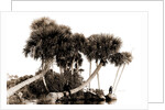 Studies in palms, Sebastian Creek, Florida, Jackson, Waterfronts, Palms, Bays, United States, Florida, Indian River, 1880 by William Henry