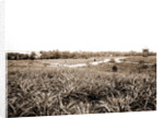 Pineapples at Eden, Jackson, Pineapples, Windmills, Bays, United States, Florida, Indian River, United States, Florida, Eden, 1880 by William Henry