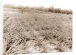 Pineapple field at Eden, Jackson, Pineapple plantations, United States, Florida, Indian River, 1880 by William Henry