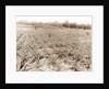 Pineapple field at Eden, Jackson, Pineapple plantations, United States, Florida, Indian River, 1880 by William Henry