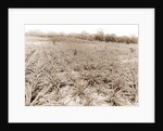 Pineapple field at Eden, Jackson, Pineapple plantations, United States, Florida, Indian River, 1880 by William Henry