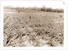 Pineapple field at Eden, Jackson, Pineapple plantations, United States, Florida, Indian River, 1880 by William Henry