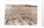 Pineapple field at Eden, Jackson, Pineapple plantations, United States, Florida, Indian River, 1880 by William Henry