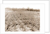 Pineapple field at Eden, Jackson, Pineapple plantations, United States, Florida, Indian River, 1880 by William Henry