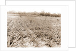 Pineapple field at Eden, Jackson, Pineapple plantations, United States, Florida, Indian River, 1880 by William Henry
