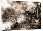 Mangroves in Jupiter Narrows, Jackson, Mangrove plants, Bays, United States, Florida, Jupiter Narrows, 1880 by William Henry