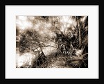 Mangroves in Jupiter Narrows, Jackson, Mangrove plants, Bays, United States, Florida, Jupiter Narrows, 1880 by William Henry
