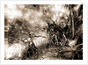 Mangroves in Jupiter Narrows, Jackson, Mangrove plants, Bays, United States, Florida, Jupiter Narrows, 1880 by William Henry