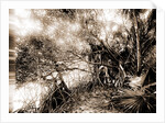 Mangroves in Jupiter Narrows, Jackson, Mangrove plants, Bays, United States, Florida, Jupiter Narrows, 1880 by William Henry