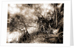 Mangroves in Jupiter Narrows, Jackson, Mangrove plants, Bays, United States, Florida, Jupiter Narrows, 1880 by William Henry