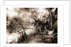 Mangroves in Jupiter Narrows, Jackson, Mangrove plants, Bays, United States, Florida, Jupiter Narrows, 1880 by William Henry